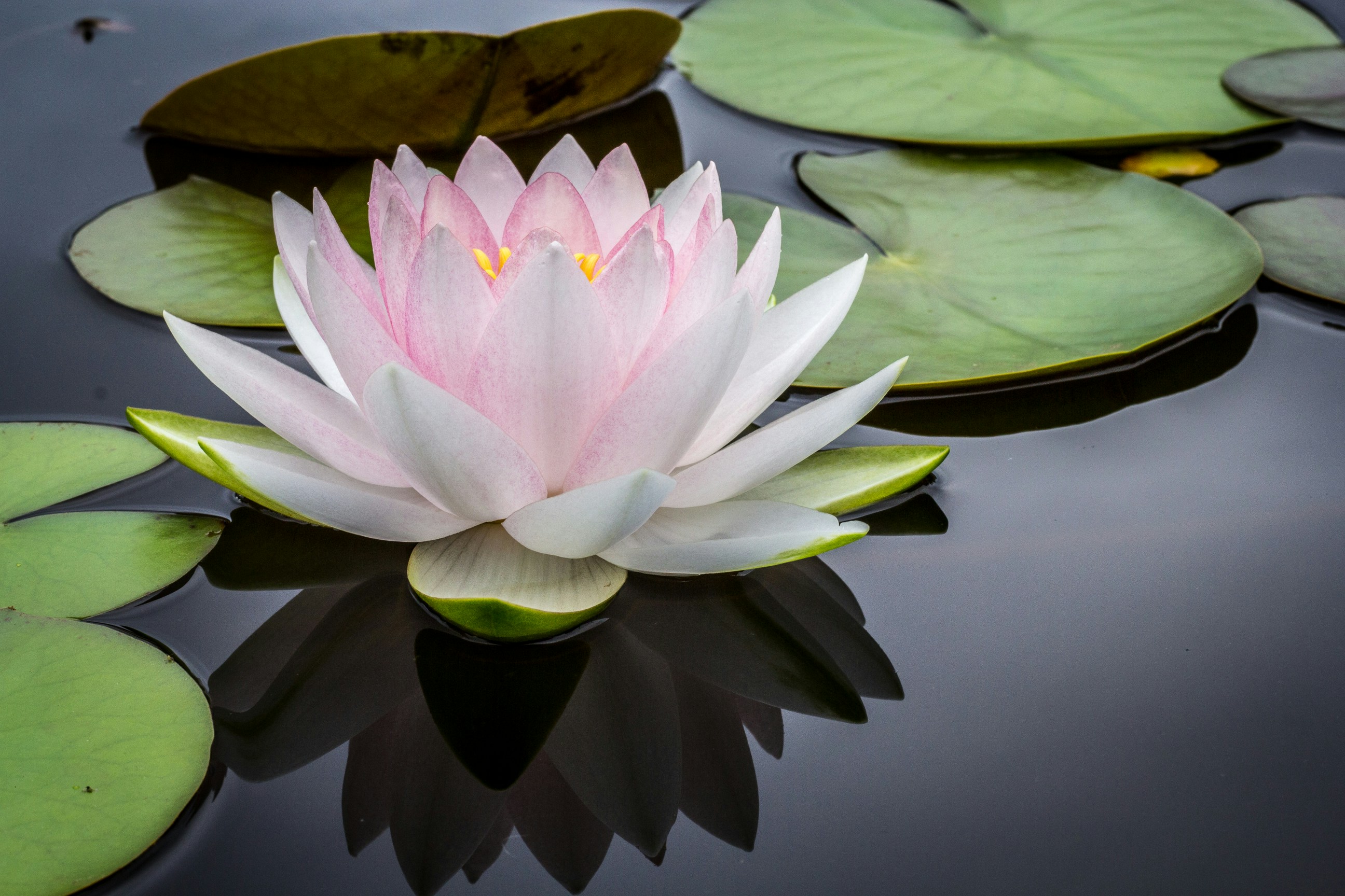 Delicate pink lotus blossom floating with green lilly pads on a dark pond