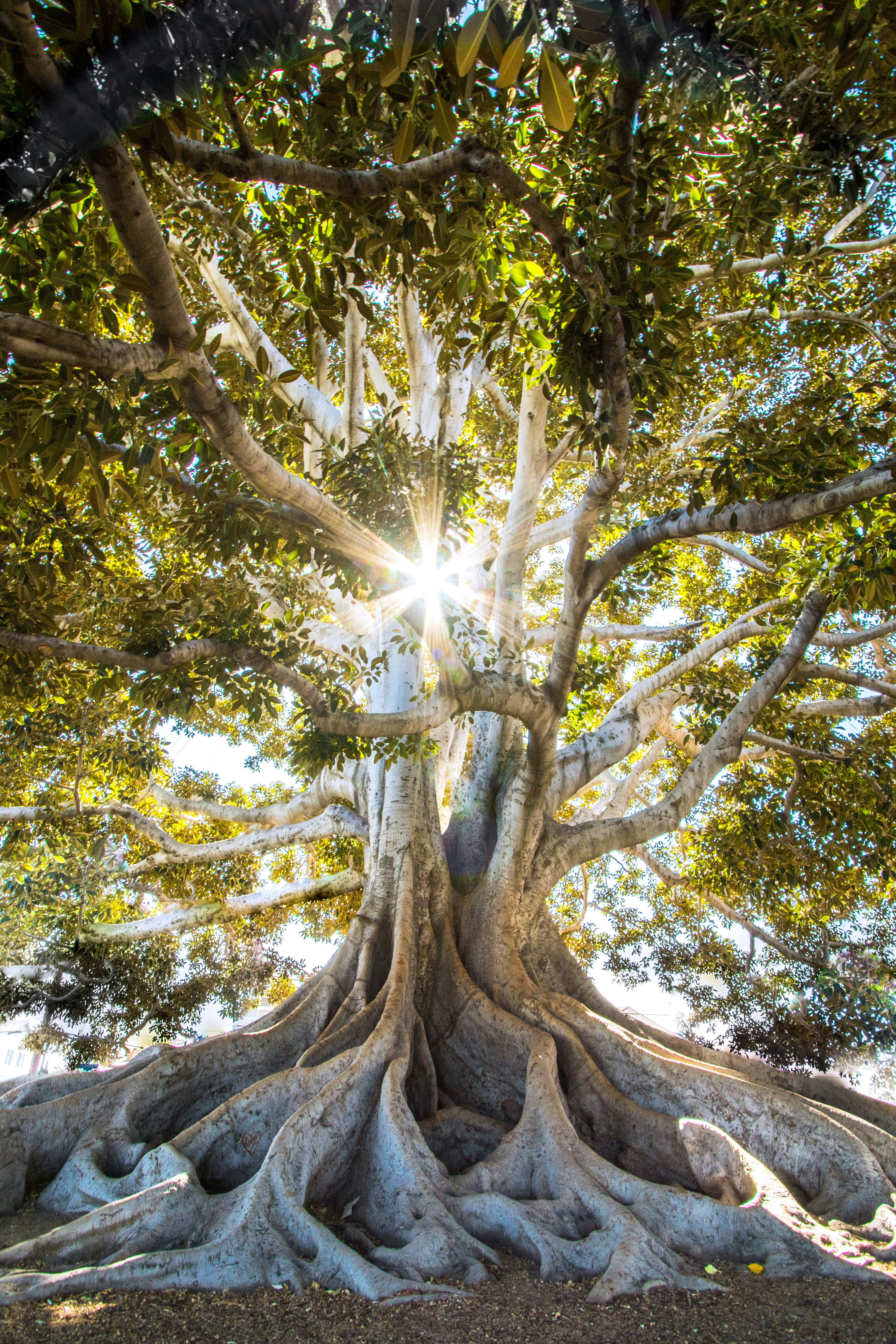 Large tree with many exposed roots, gorgeous canopy of wide, leafy branches with the sun peaking through